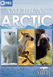 American Arctic